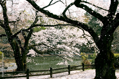 Japanese cherry blossom trees, sakura in park 
