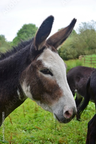 Portrait of a cute donkey.