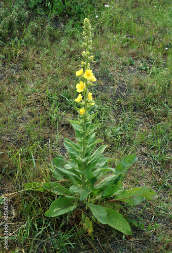 Flowering plant mullein
