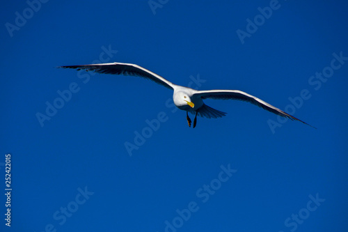 isolated seagull in the mediterranean sea.background. © meraleguz