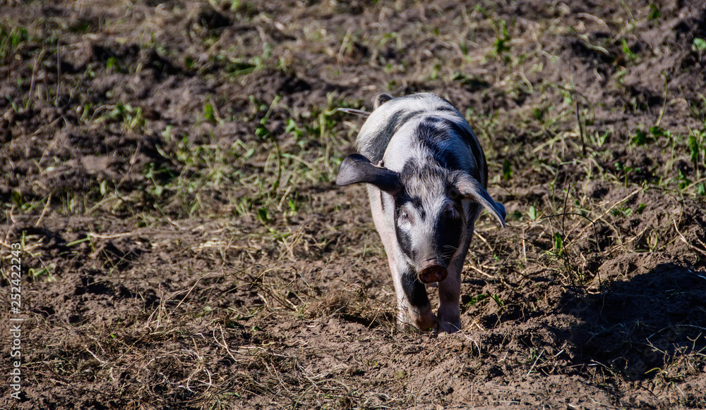 Ein laufendes Ferkel im Sand Ein laufendes Ferkel im Sand