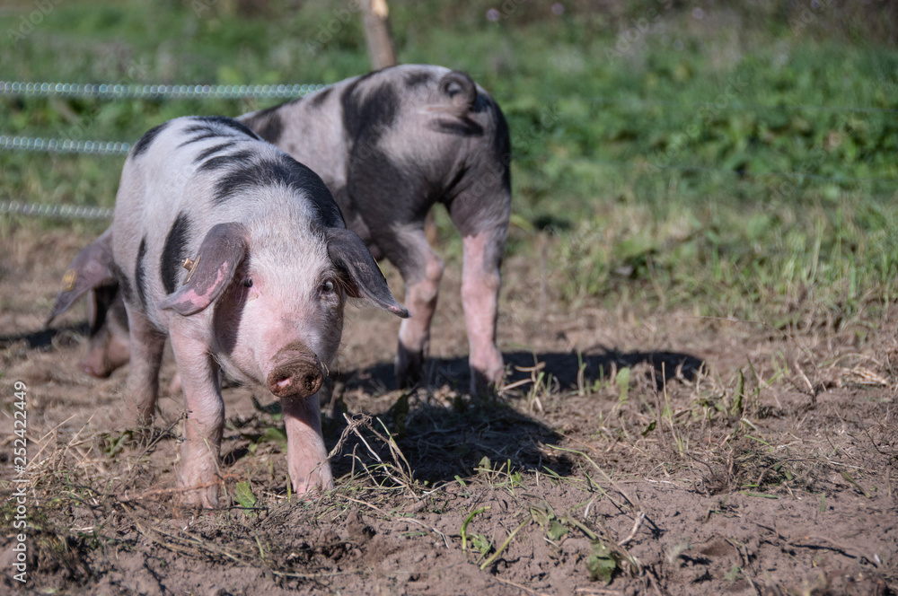 Ferkel die im Sand laufen Ferkel die im Sand laufen