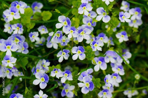 forget me not flower close up flower bed