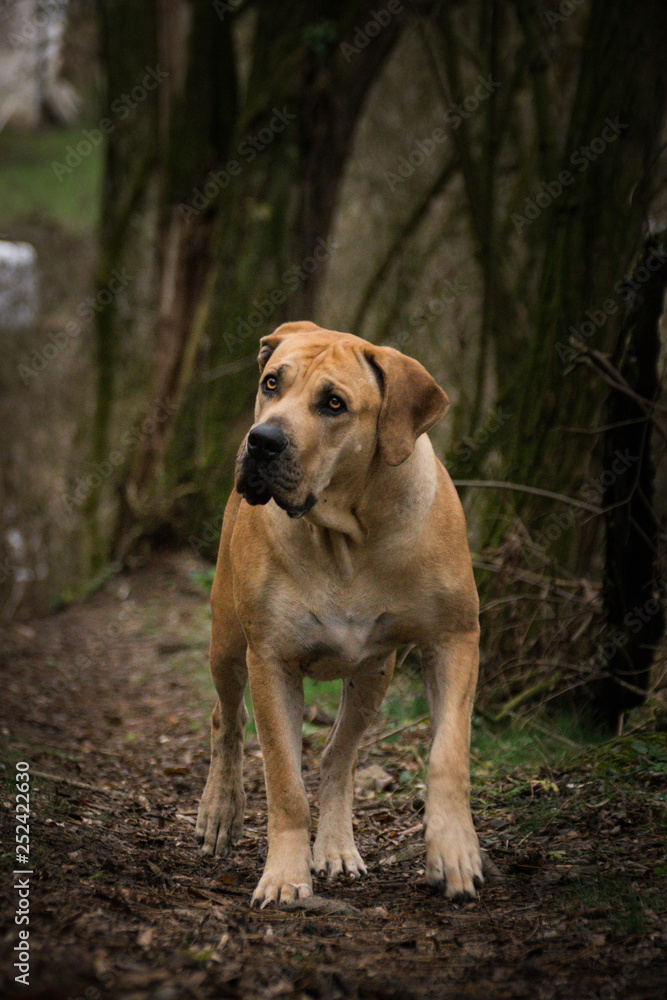 Portrait of boerboel dog, who is standing in forest, mysterius atmosphere
