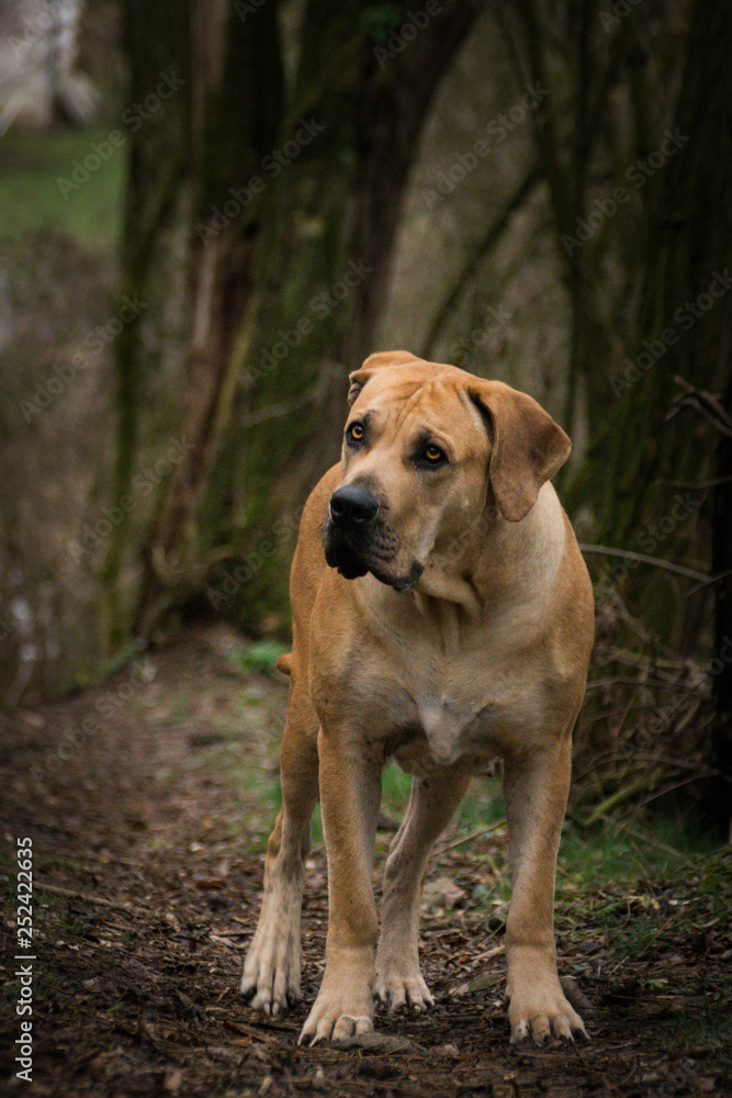 Portrait of boerboel dog, who is standing in forest, mysterius atmosphere, she is looking like forest monster who is hungry :) Portrait of boerboel dog, who is standing in forest, mysterius atmosphere, she is looking like forest monster who is hungry :)