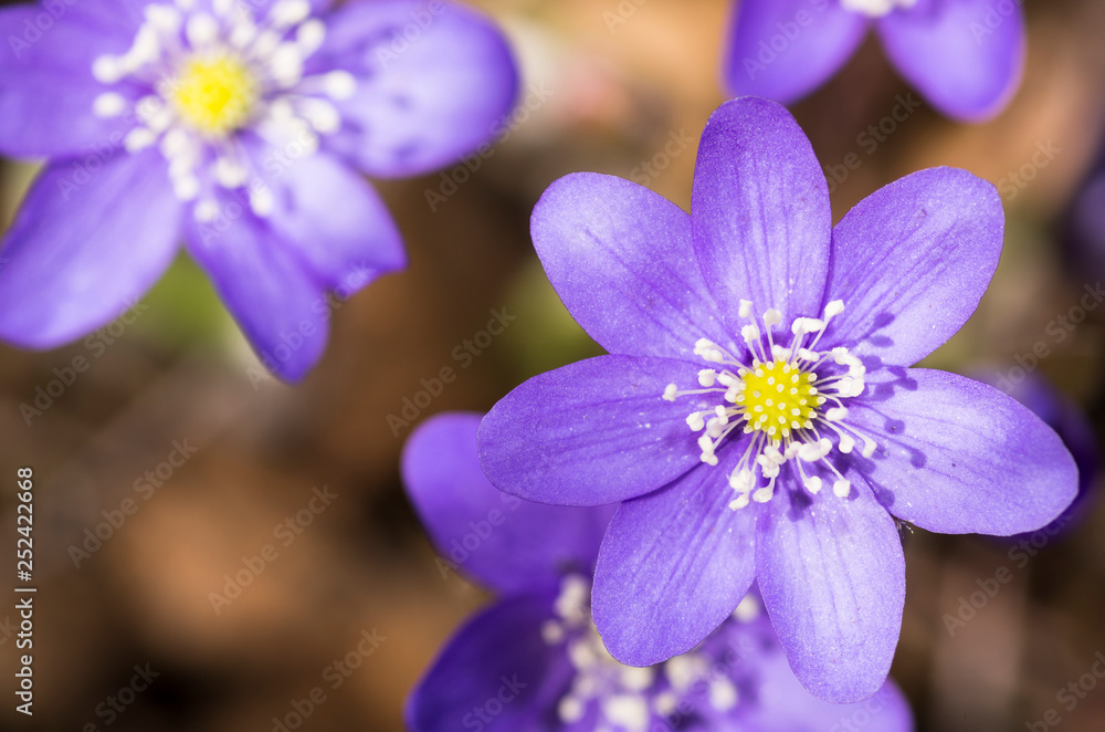 Hepatica nobilis Hepatica nobilis