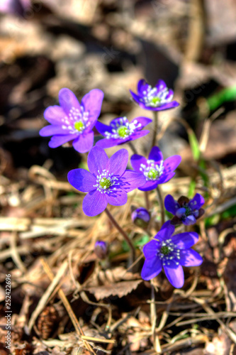 Hepatica nobilis