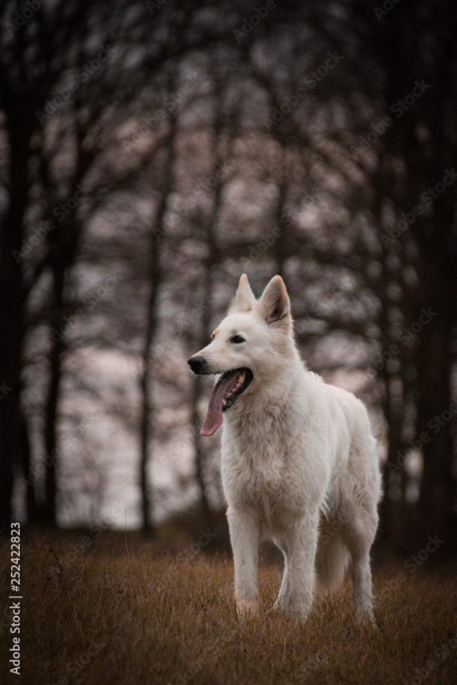 Portrait of white swiss shepherd dog, who is standing in fron of forest Portrait of white swiss shepherd dog, who is standing in fron of forest