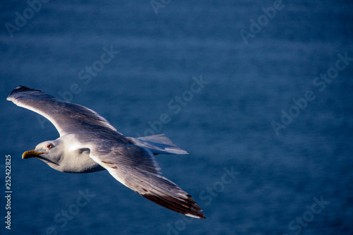 isolated seagull in the mediterranean sea.background.