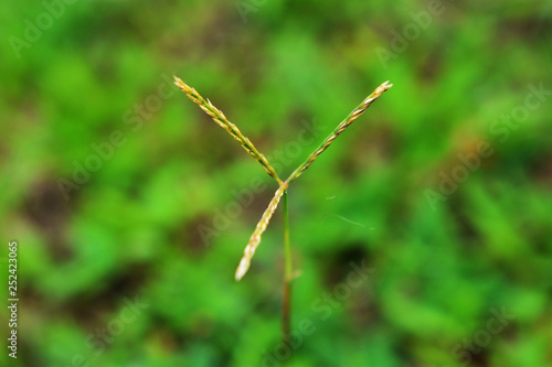 an unknown grass flower with a beautiful green background © Somnath
