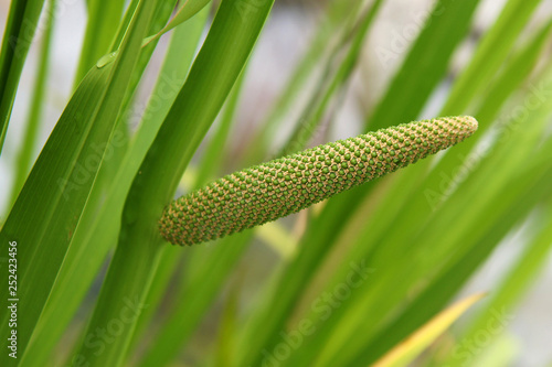 Foto Acorus calamus or sweet flag