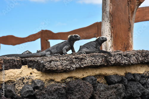 Iguana isla isabela