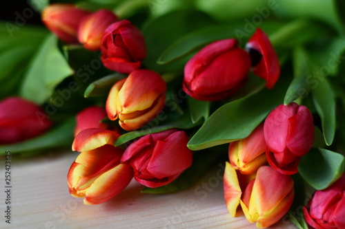 Bunch of fresh cut cred, pink and yellow tulips on the table. Close up.