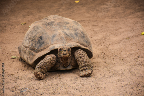 Galapagos tortoise isla isabela