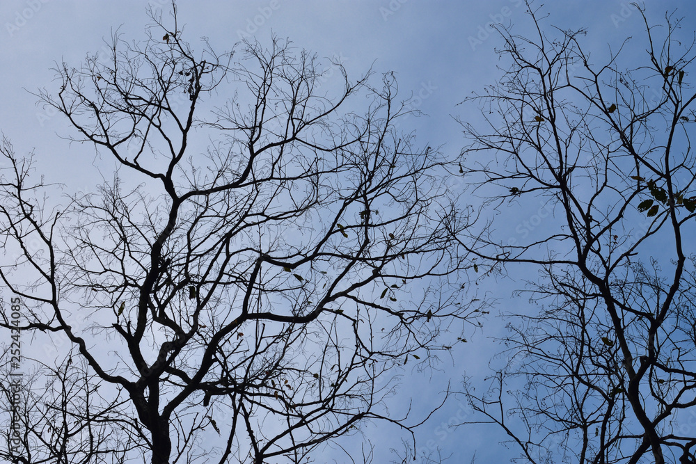 tree branches against the sky. Fairy gloomy forest. tree branches against the sky. Fairy gloomy forest.