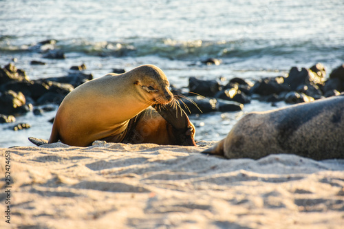 Galapagos sea lion
