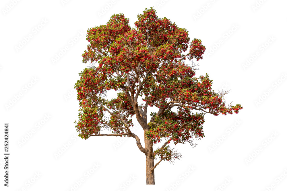 Single colorful tree with clipping path on white background