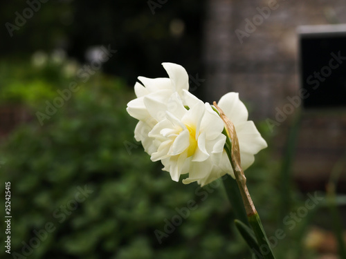 Botanic garden flora flower waterfall leaves photo