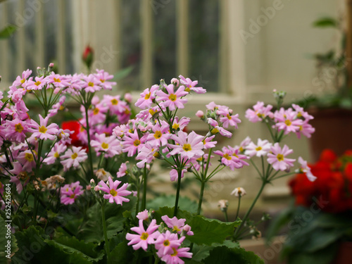 Botanic garden flora flower waterfall leaves photo