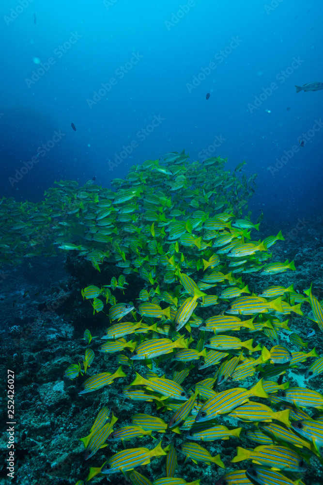 School of blue stripped snapper fish at the Maldives