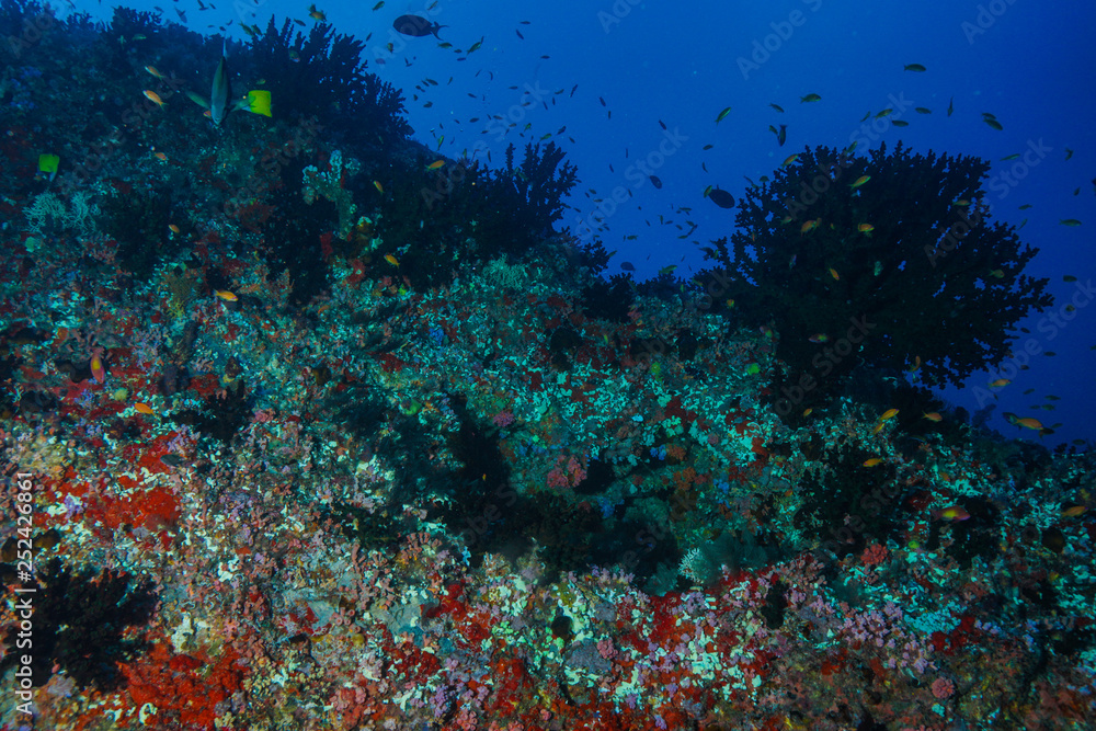 Coral reef at the Maldives Coral reef at the Maldives