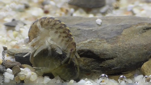 Gewöhnlicher Flohkrebs (Gammarus pulex) photo