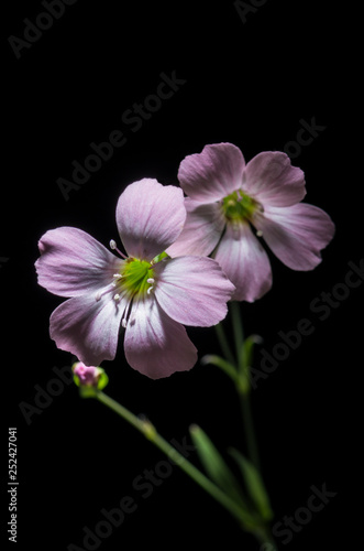 Geranium