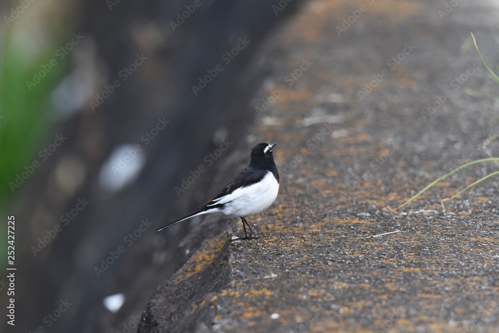 Obraz premium A wild bird 