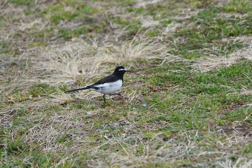 Obraz premium A wild bird 