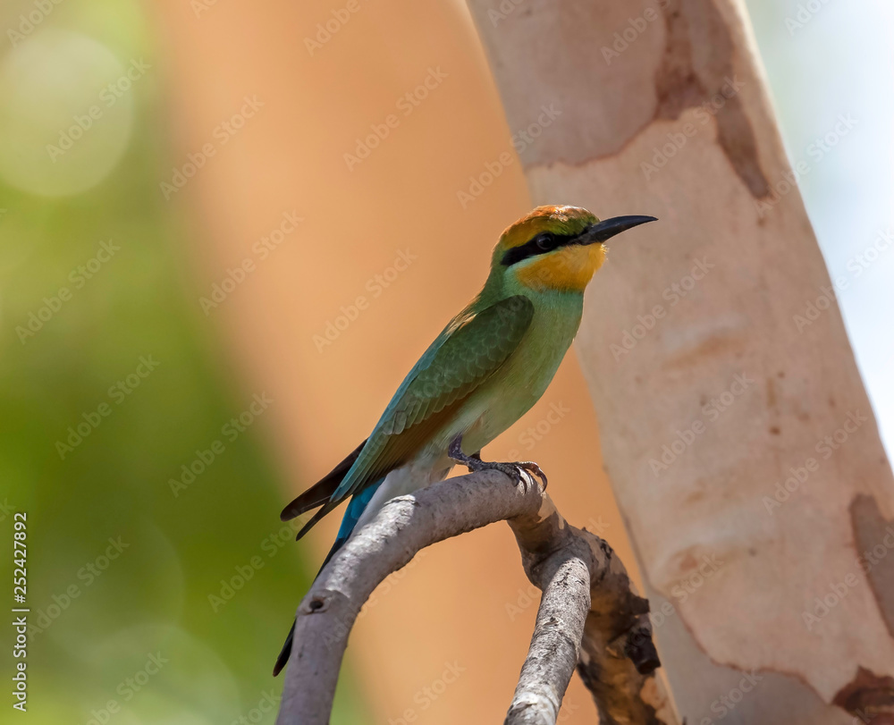 exotic tropical birds exotic tropical birds