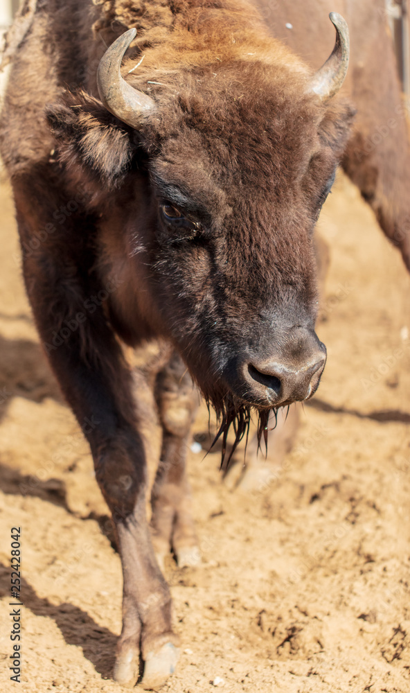Portrait of a buffalo in a zoo
