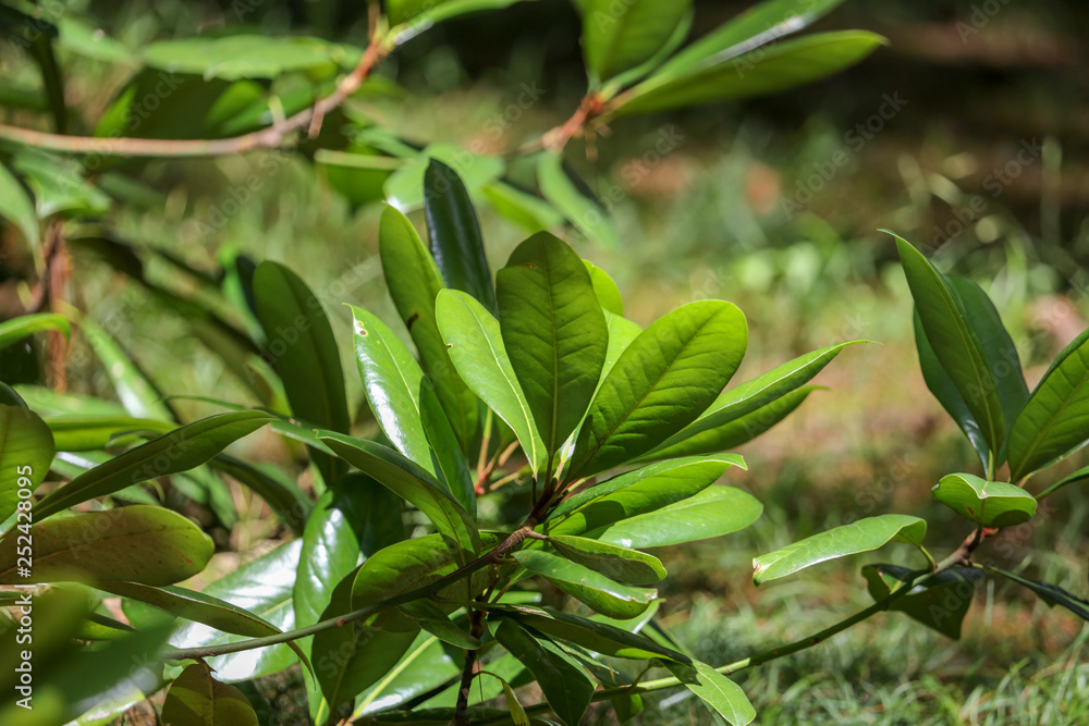 Fototapeta premium Green leaves on a citrus tree