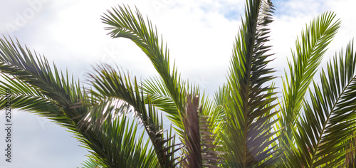 Palm trees in the park. Subtropical climate