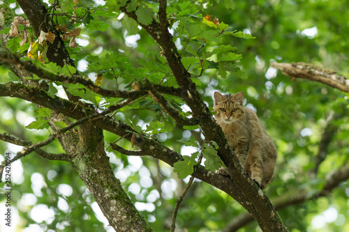 European wildcat on a tree © Wildpix imagery