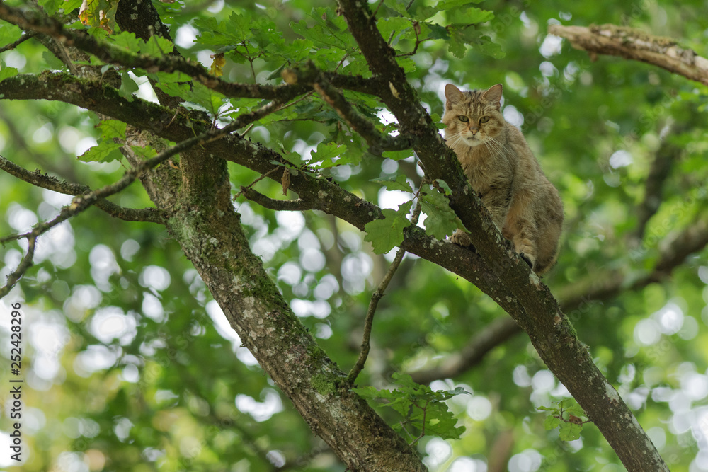 European wildcat on a tree European wildcat on a tree