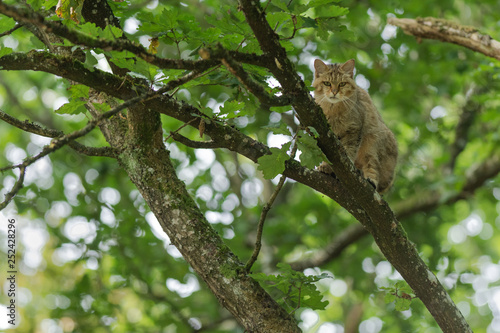 European wildcat on a tree