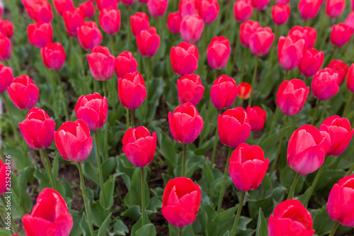 Pink tulips in the park as background