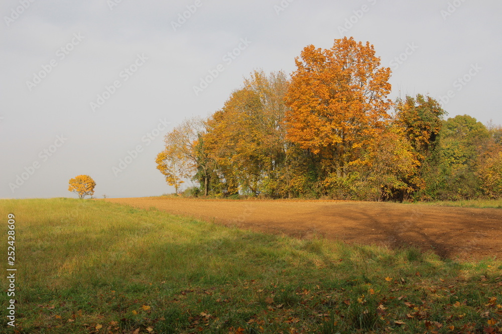 Fototapeta premium herbst