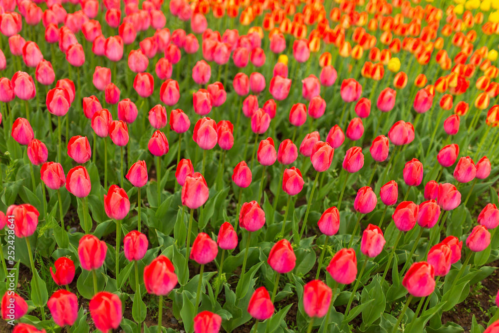 Pink tulips in the park as background Pink tulips in the park as background
