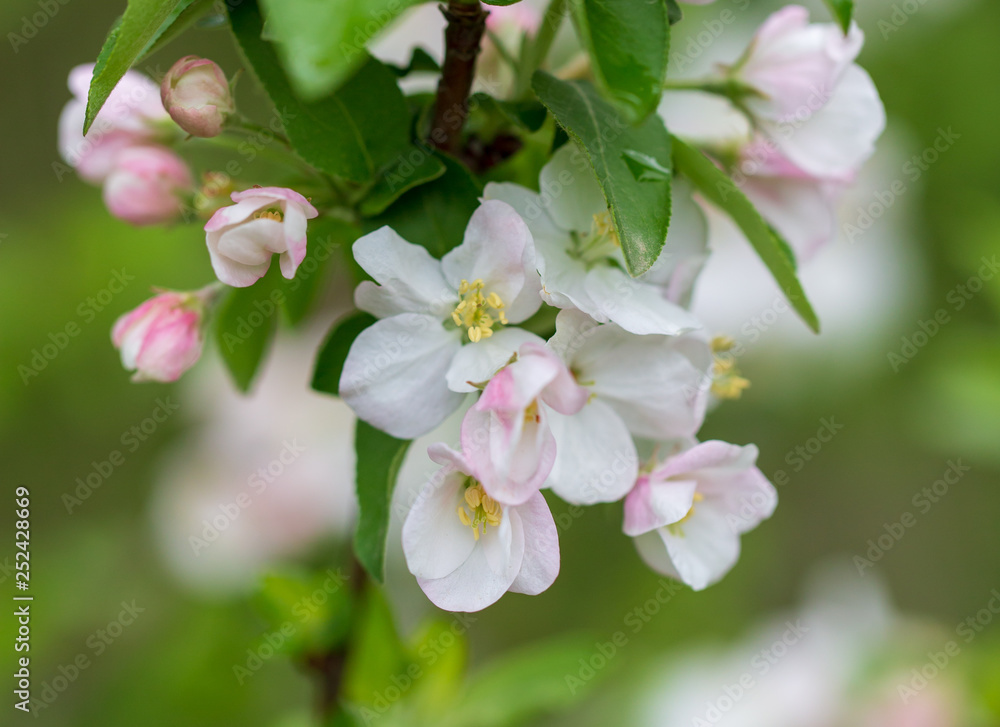 Flowers on the branches of apple trees in spring Flowers on the branches of apple trees in spring