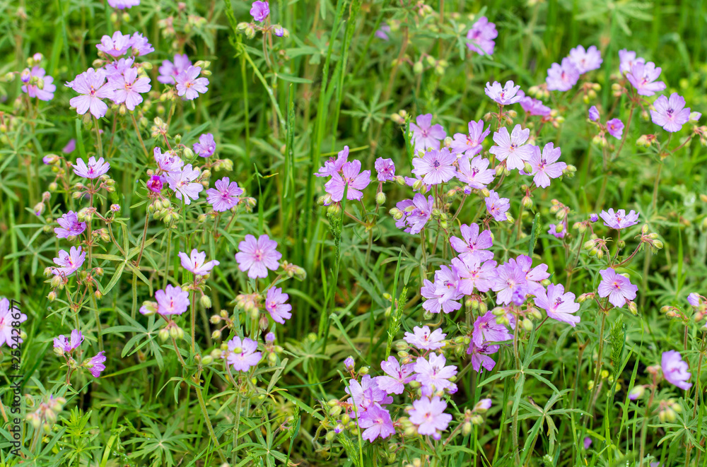 Beautiful purple flowers in nature