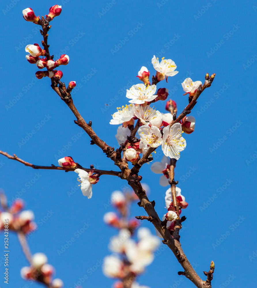 Red flowers on apricot branches in spring
