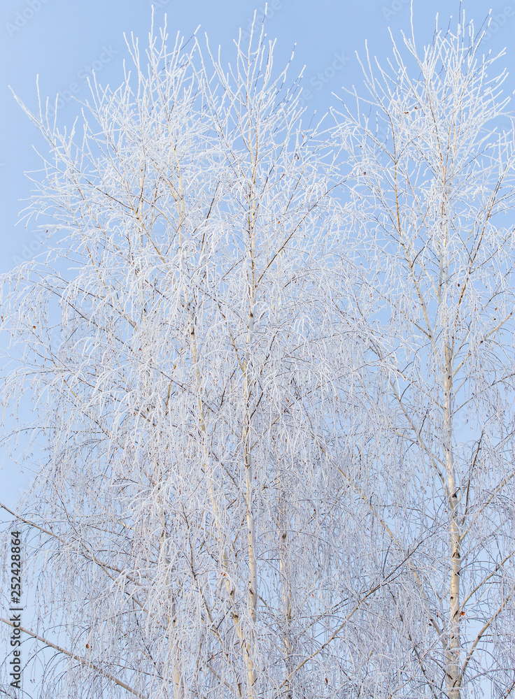 Frozen branches on a tree against a blue sky