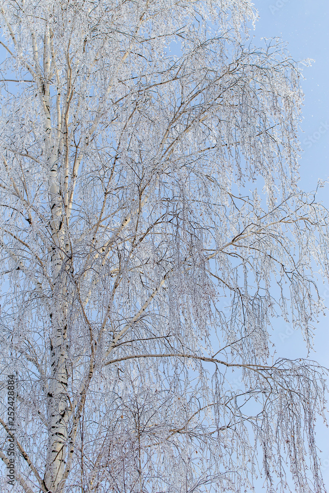Frozen branches on a tree against a blue sky Frozen branches on a tree against a blue sky