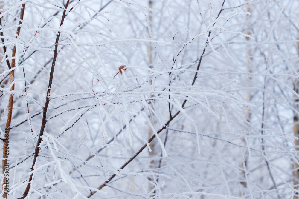 Frozen branches on a tree in the forest in winter Frozen branches on a tree in the forest in winter