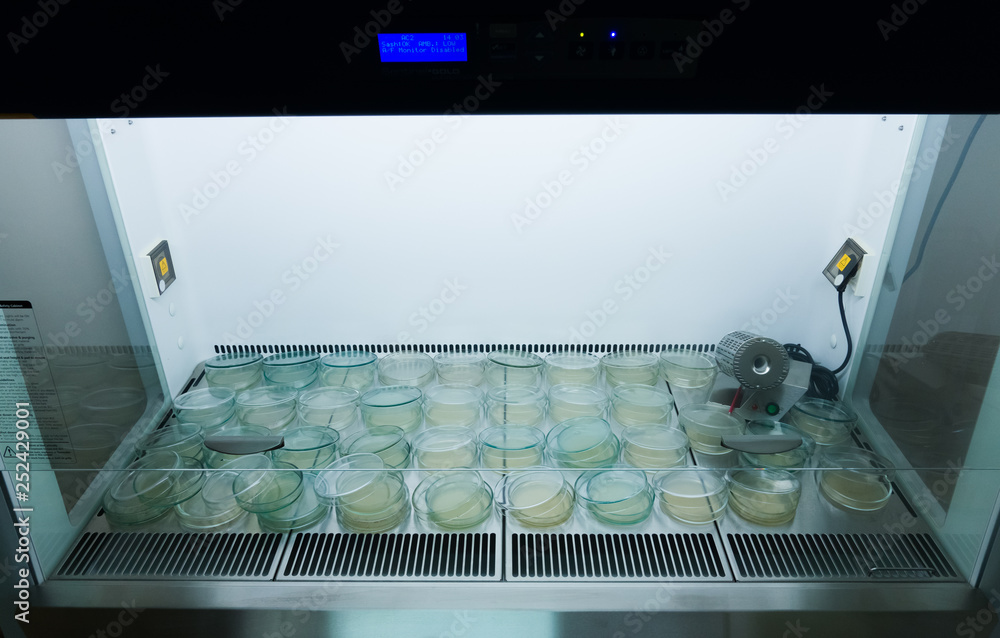 Finished petri dishes with agar in a laminar cabinet. Many Petri dishes ...