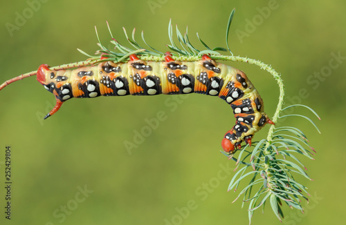 Spurge hawk-moth Hyles euphorbiae in Czech Republic