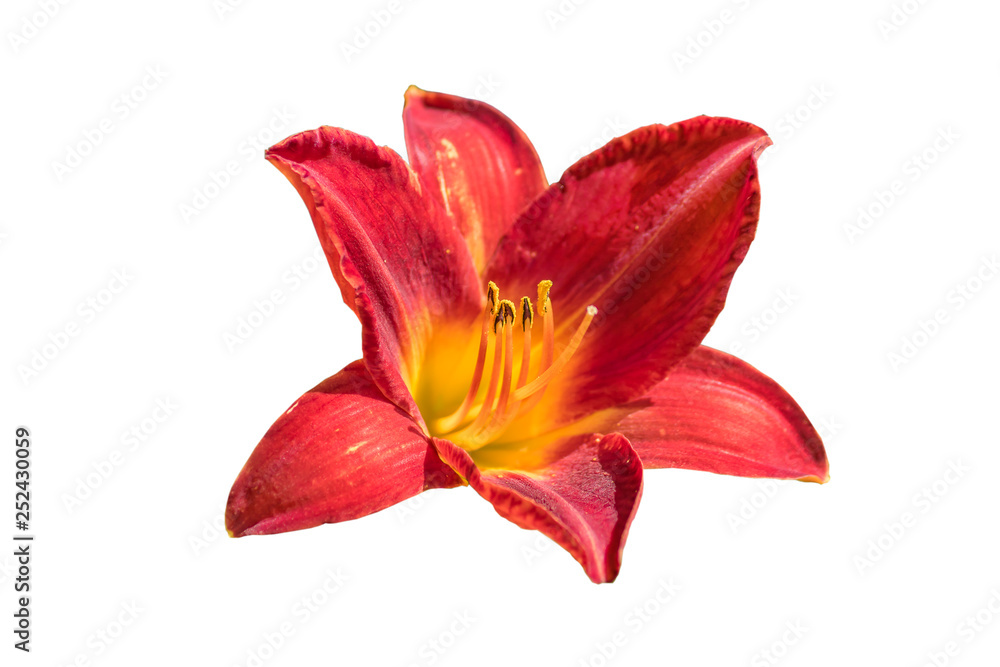 Close up of blooming flower of red lily isolated on white background