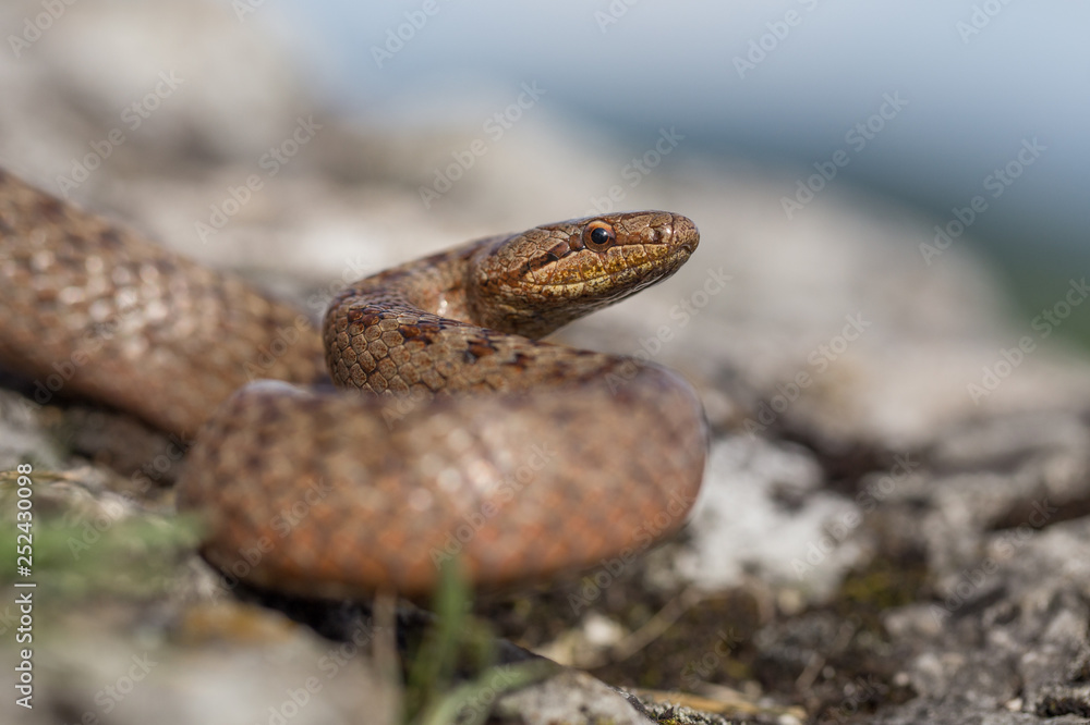 Smooth snake, Coronella austriaca, in Czech Republic Smooth snake, Coronella austriaca, in Czech Republic