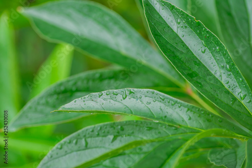 close up of peony leaves after the rain. Green foliage background. Water drops on leaf.